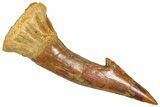 Bargain, Fossil Sawfish (Onchopristis) Rostral Barb - Morocco #366679-1
